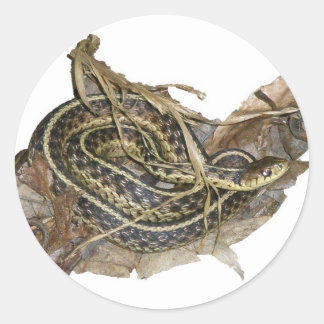 Koordinationsgegenstände der Young Eastern Garter  Runder Aufkleber