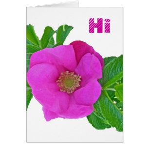 Koordinierelemente für die Rose von Hot Pink Beach