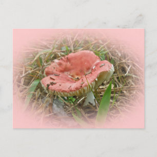 Koordinierte Elemente im Rosa Pilz Postkarte