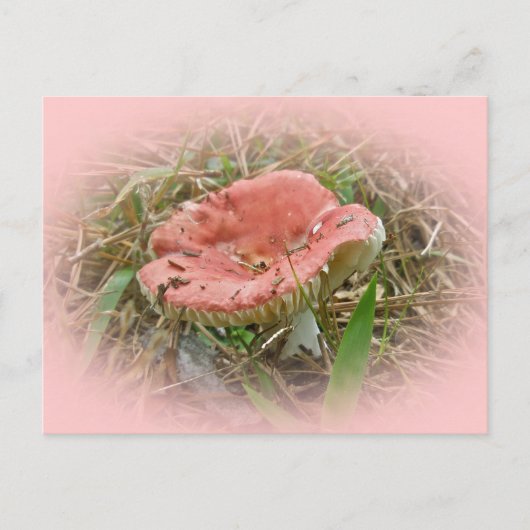 Koordinierte Elemente im Rosa Pilz Postkarte (Vorderseite)