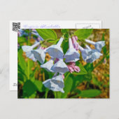 Koordinierte Elemente von Virginia Bluebells Postkarte (Vorne/Hinten)