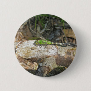 Koordinierte Gegenstände der östlichen Pondhawk Dr Button