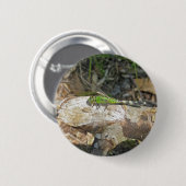 Koordinierte Gegenstände der östlichen Pondhawk Dr Button (Vorne & Hinten)