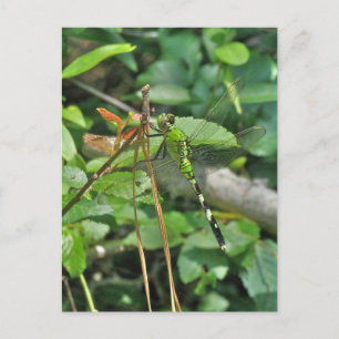 Koordinierte Gegenstände der östlichen Pondhawk Dr Postkarte