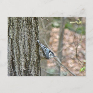Koordinierte Gegenstände von Slate Gray Nuthatch S Postkarte