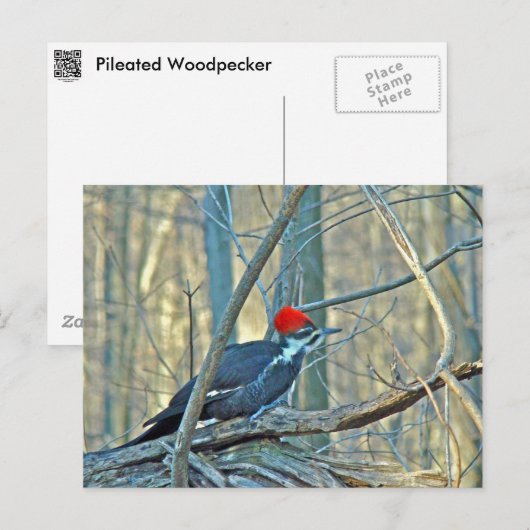 Koordinierte Speckelemente Postkarte (Vorne/Hinten)