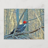 Koordinierte Speckelemente Postkarte (Vorderseite)