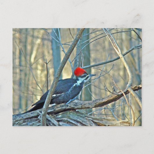 Koordinierte Speckelemente Postkarte (Vorderseite)