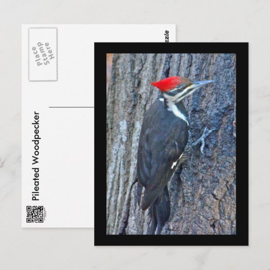 Koordinierte Speckelemente Postkarte (Vorne/Hinten)