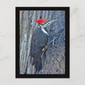 Koordinierte Speckelemente Postkarte (Vorderseite)