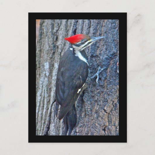 Koordinierte Speckelemente Postkarte (Vorderseite)