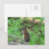 Kooskooskia Idaho Mammals Deer Animals Chipmunk Postkarte (Vorne/Hinten)