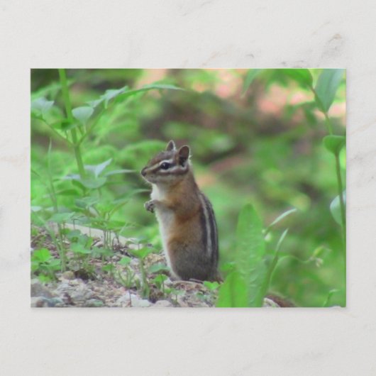 Kooskooskia Idaho Mammals Deer Animals Chipmunk Postkarte (Vorderseite)