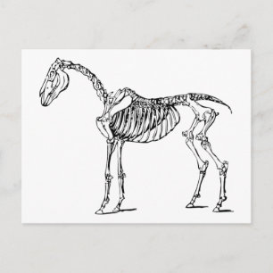 Köperliches Pferd Postkarte