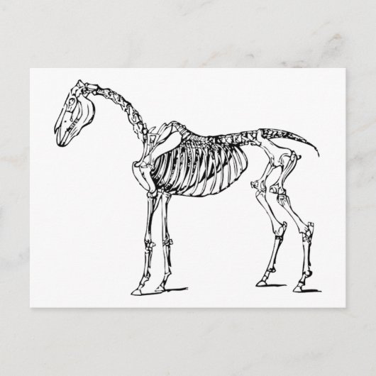 Köperliches Pferd Postkarte (Vorderseite)