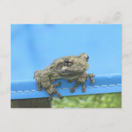 Kopes Tree Frog hängt aus Postkarte