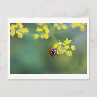 Kopf auf Ladybug Postkarte