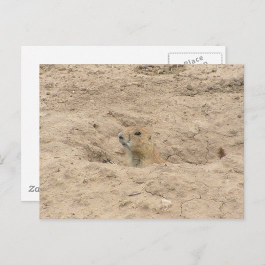 Kopf aus der Last Postkarte (Vorne/Hinten)