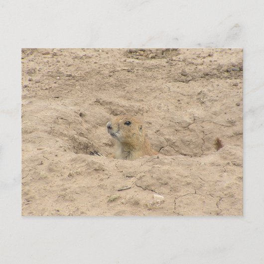 Kopf aus der Last Postkarte (Vorderseite)