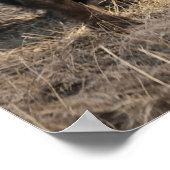 Kopf-Butting Bison - Fine Art Print Poster (Ecke)