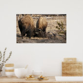 Kopf-Butting Bison - Fine Art Print Poster (Küche)