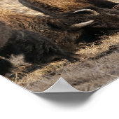 Kopf-Butting Bison - Fine Art Print Poster (Ecke)