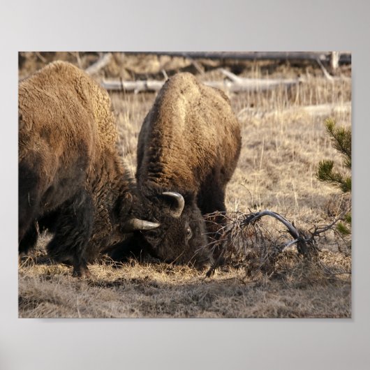 Kopf-Butting Bison - Fine Art Print Poster (Vorne)