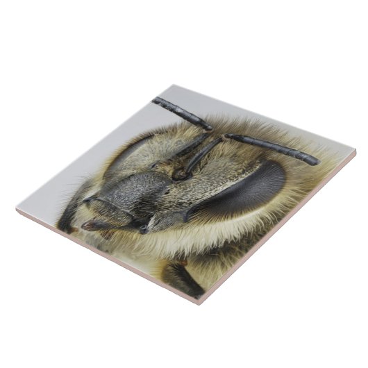 Kopf der Honigbiene Fliese (Seite)