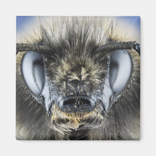 Kopf der Hummel Magnet