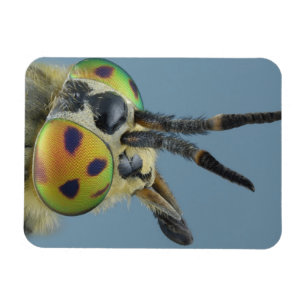 Kopf der Rotwild fliegen Magnet