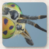 Kopf der Rotwild fliegen Untersetzer (Vorderseite)