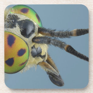 Kopf der Rotwild fliegen Untersetzer