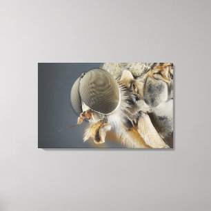 Kopf der Schnepfes-Fliege Leinwanddruck