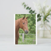 Kopf des braunen Pferdes Postkarte (Stehend Vorderseite)
