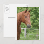 Kopf des braunen Pferdes Postkarte (Vorne/Hinten)