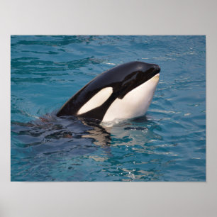 Kopf des Killerwals Poster