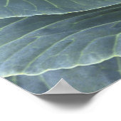 Kopf des Kohls mit Wassertropfen darauf, Poster (Ecke)