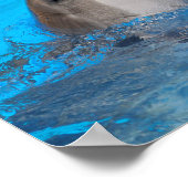 Kopf des Tümmler Poster (Ecke)