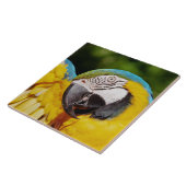 Kopf eines blauen und gelben Macas Fliese (Seite)