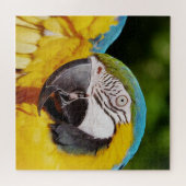 Kopf eines blauen und gelben Macas Puzzle (Horizontal)