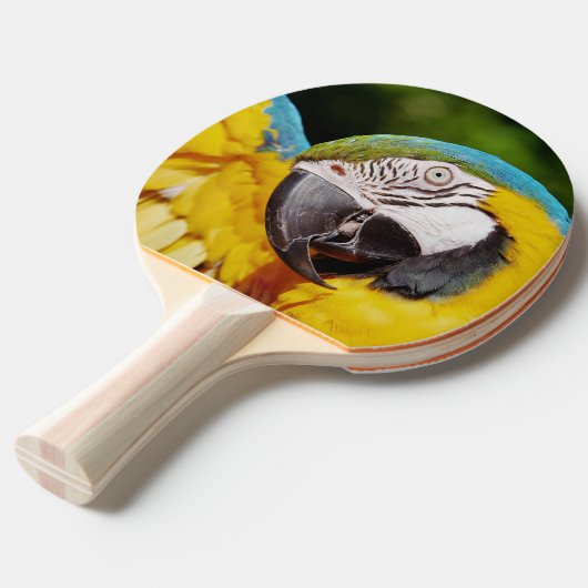 Kopf eines blauen und gelben Macas Tischtennis Schläger (Vorderseite)