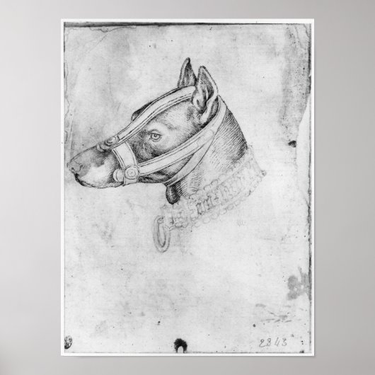 Kopf eines muzzled Hundes Poster (Vorne)