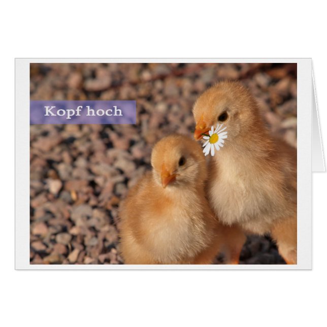 Kopf hoch (Vorderseite (Horizontal))