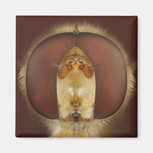 Kopf- und Mischaugen eines Hover Fly Magnet (Vorne)