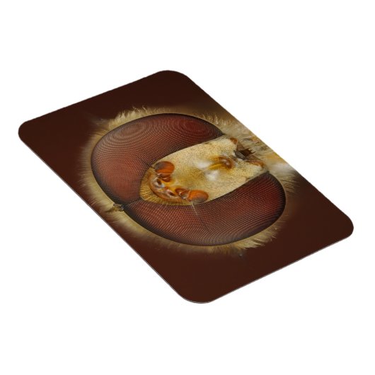 Kopf- und Mischaugen eines Hover Fly Magnet (Rechte Seite)