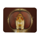 Kopf- und Mischaugen eines Hover Fly Magnet (Horizontal)