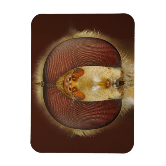 Kopf- und Mischaugen eines Hover Fly Magnet (Vertikal)