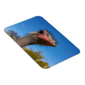 Kopf vom Vogel Strauß Magnet (Rechte Seite)