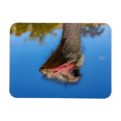 Kopf vom Vogel Strauß Magnet (Horizontal)