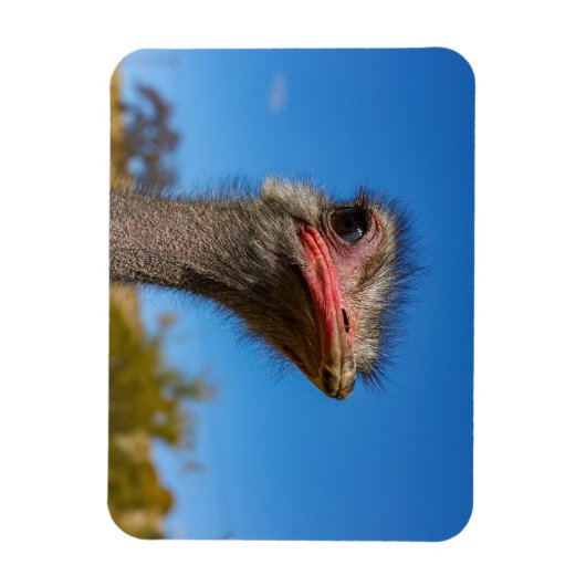 Kopf vom Vogel Strauß Magnet (Vertikal)